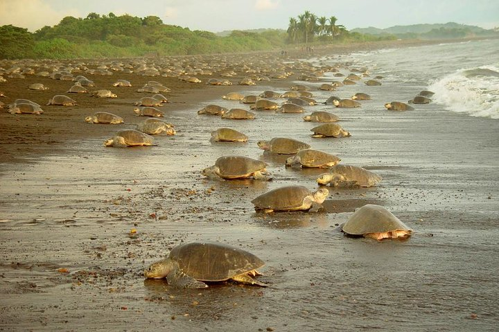 Tortuguero